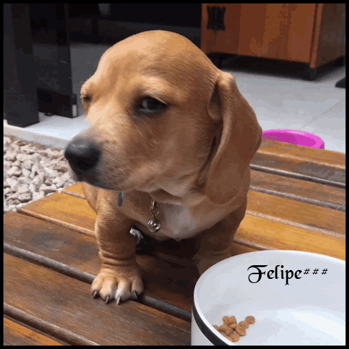 cachorros2.gif