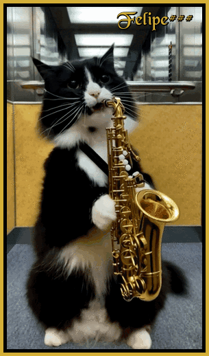 gatosax,gif.gif
